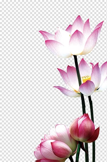 Pink and white flowers illustration, Flower Nelumbo nucifera Water lily, Lotus transparent background PNG clipart