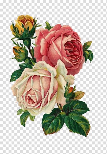 Pink and white flowers illustration, Vintage Roses: Beautiful Varieties for Home and Garden Flower bouquet Antique, rose transparent background PNG clipart