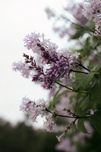 Pink and White Flowers on Green Leaves · Free Stock Photo