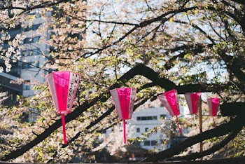 Pink and White Hanging Lanterns Near Cherry Blossom