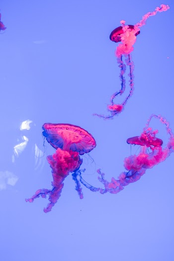 Pink and White Jellyfish Under Water