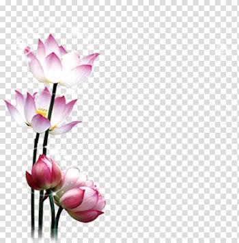 Pink-and-white lotus flowers in bloom, Lotus transparent background PNG clipart