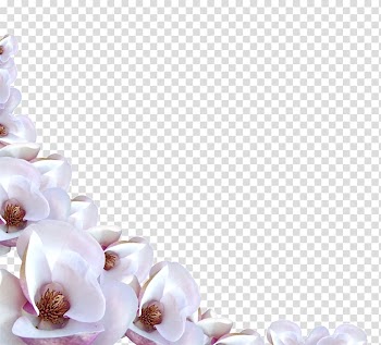 Pink-and-white magnolia flowers border illustration, Border Flowers , Flower Border transparent background PNG clipart