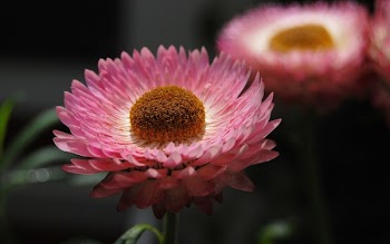 Pink and White Multi Layer Petal Flower