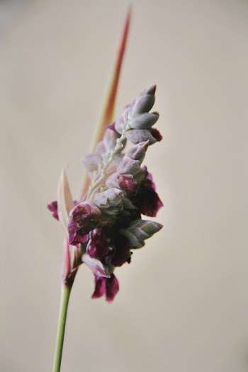 Pink and White Petaled Flower