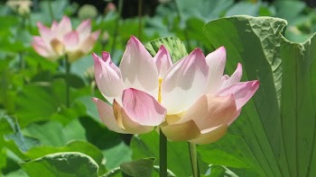 Pink and White Petaled Flower