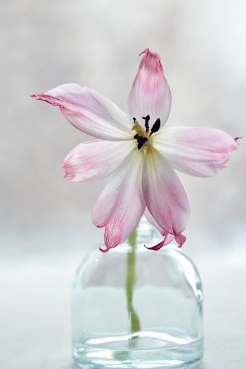 Pink And White Petaled Flower In Clear Glass Vase