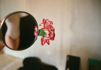 Pink and White Petaled Flower Near the Mirror