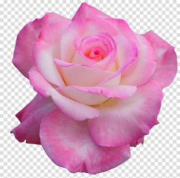 Pink and white rose flower close-up transparent background PNG clipart