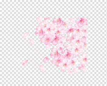 Pink and white rose illustration, Petal Cherry blossom Pink, Cherry blossom petals transparent background PNG clipart