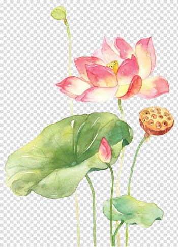 Pink and yellow lotus flower art, Watercolor Painting Techniques Watercolour Flowers Nelumbo nucifera, painting transparent background PNG clipart