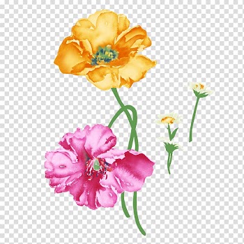 Pink and yellow petaled flower art, Flower Rosa chinensis Painting Illustration, Flowers transparent background PNG clipart