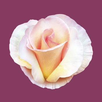 Pink and yellow rose, flower | Free PSD - rawpixel