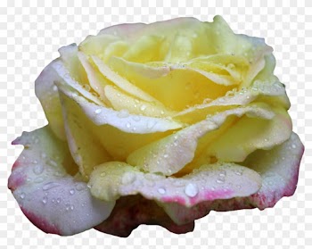 Pink And Yellow Rose Png 01 By Thy Darkest Hour - Png Yellow Roses