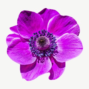 Pink anemone flower collage element | Free PSD - rawpixel