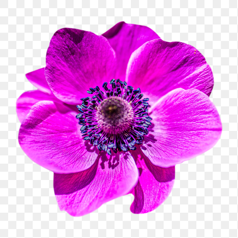 Pink anemone png flower sticker, | Free PNG - rawpixel