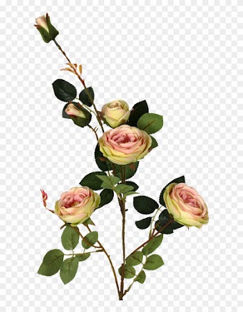 Pink Austin Rose Spray 33in - Garden Roses