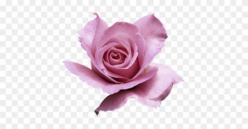 Pink-awesome - Rose