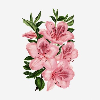 Pink azalea flowers clipart, vintage | Free Photo - rawpixel