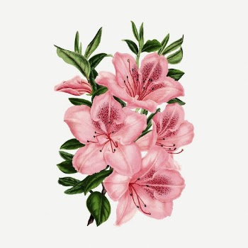 Pink azalea flowers collage element, | Free PSD - rawpixel