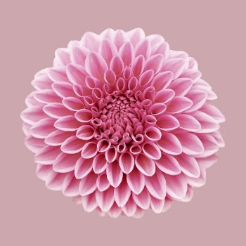 Pink ball chrysanthemum, flower collage | Free PSD - rawpixel