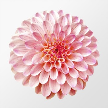 Pink ball dahlia, flower clipart | Free PSD - rawpixel