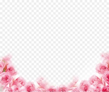 Pink Beach rose Petal Flower - Pink rose border 