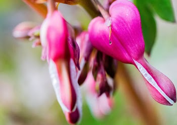 Pink Bleeding Hearts With Dewdrops
