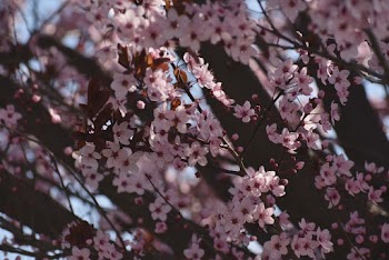 Pink Blossom Tree