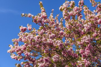 Pink Blossoms Under Blue Sky