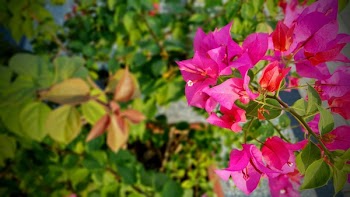 Pink Bougainvillea