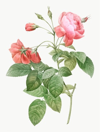 Pink boursault rose | Free stock vector - 574251