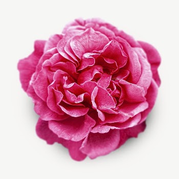 Pink cabbage rose collage element | Free PSD - rawpixel