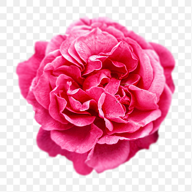 Pink cabbage rose png sticker, | Free PNG - rawpixel