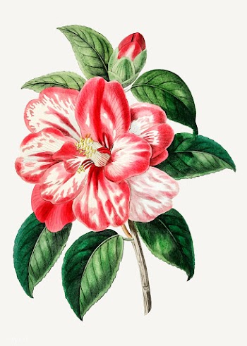 Pink camelia | Free stock vector - 559017