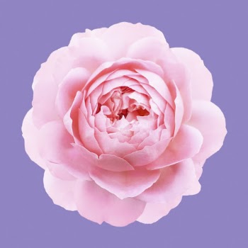 Pink camellia, blooming flower clipart | Free Photo - rawpixel