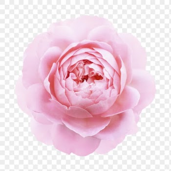 Pink camellia png, flower clipart, | Free PNG - rawpixel