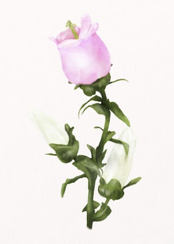 Pink campanula, watercolor flower collage | Free PSD - rawpixel