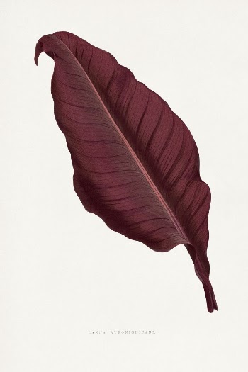Pink Canna Atronigricans leaf illustration | Free Photo Illustration - rawpixel