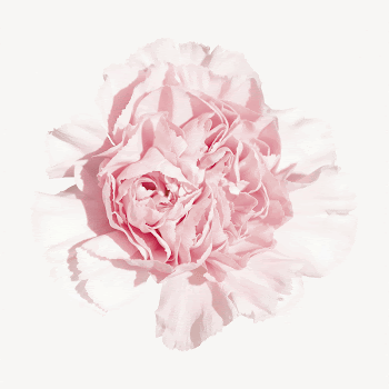 Pink carnations collage element, spring | Free PSD - rawpixel