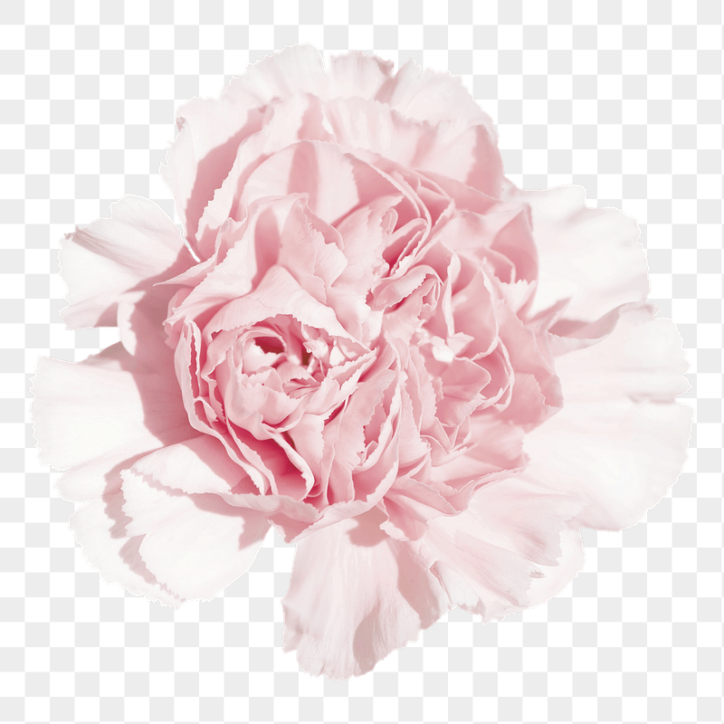 Pink carnations png sticker, transparent | Free PNG - rawpixel