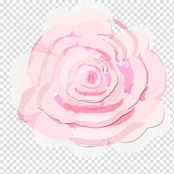 Pink Centifolia roses Shabby chic Watercolor painting Garden roses, Shabby transparent background PNG clipart