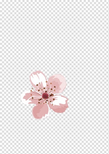 Pink cherry blossom flower illustration, Watercolor painting Pastel, Watercolor pastel flowers transparent background PNG clipart