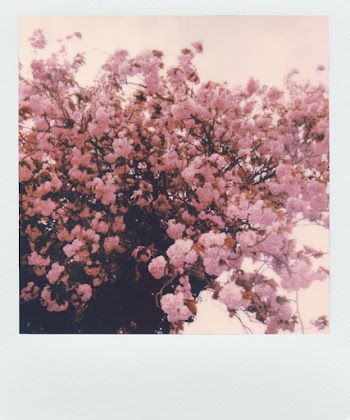 Pink Cherry Blossom Flowers