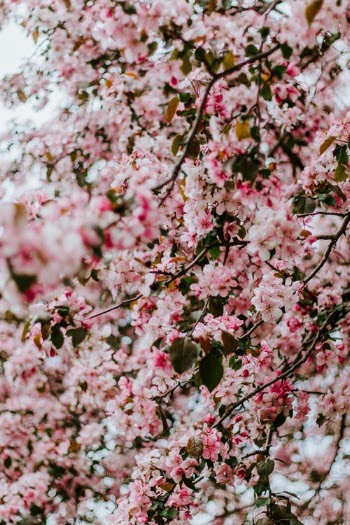 Pink Cherry Blossom Tree · Free Stock Photo