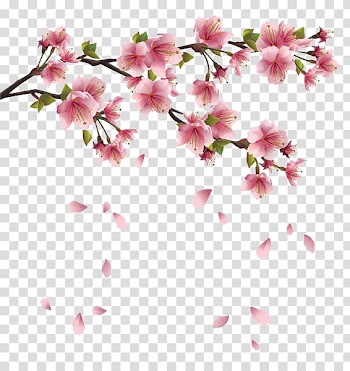 Pink cherry blossoms illustration, Flower Spring Branch , Floating flower petals transparent background PNG clipart