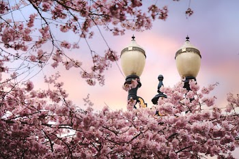 Pink Cherry Blossoms Near Light Posts