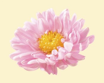 Pink chrysanthemum, flower collage element | Free PSD - rawpixel