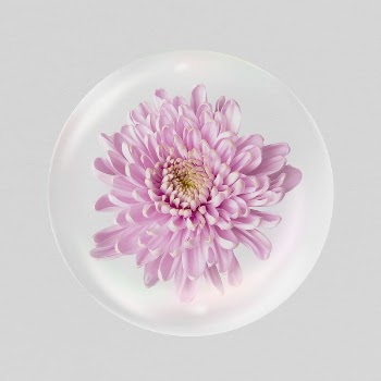 Pink chrysanthemum flower sticker, Spring | Free PSD - rawpixel