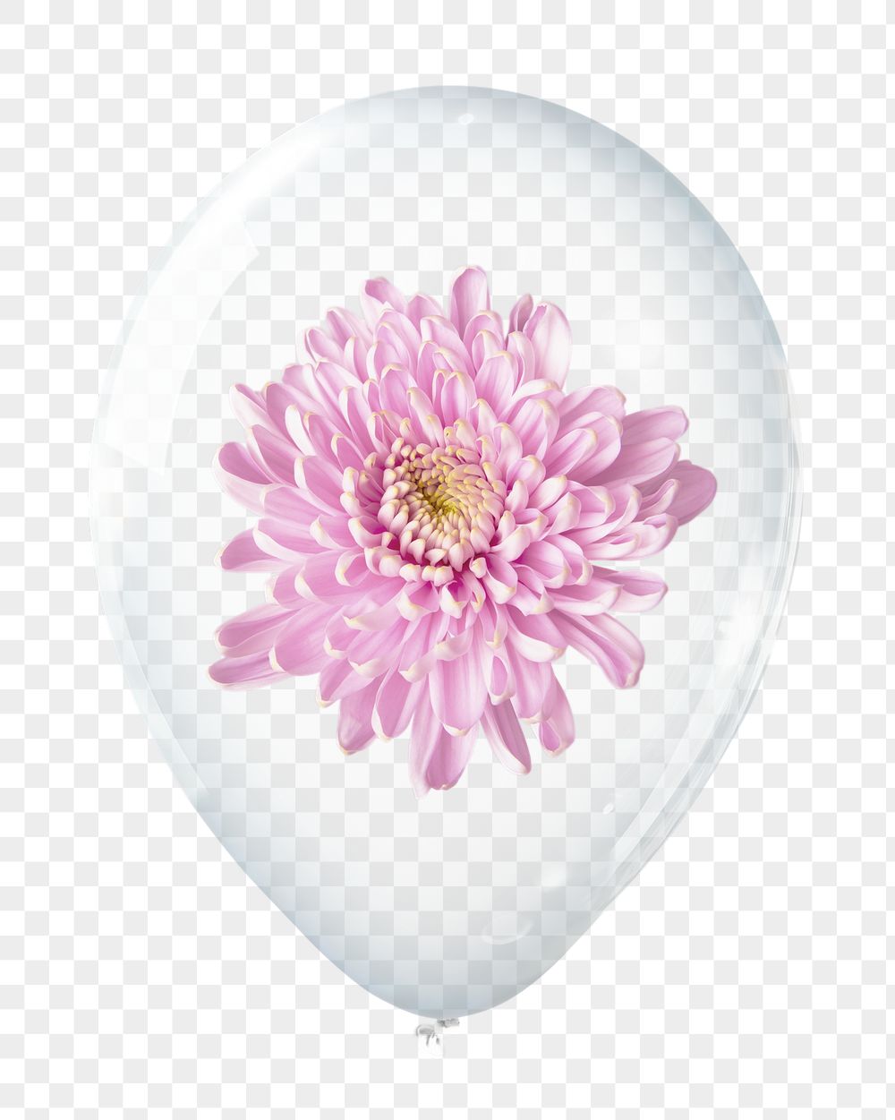 Pink chrysanthemum png, flower in clear | Free PNG - rawpixel